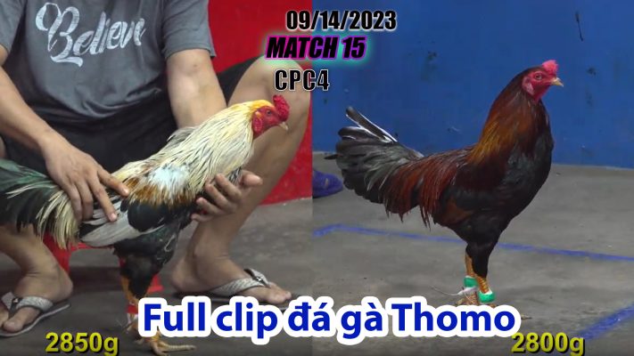 CPC4- TRẬN 15 | đá gà Thomo | 09/14/2023