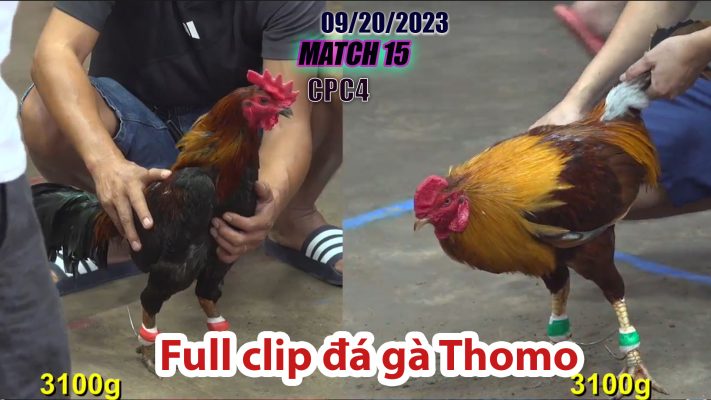 CPC4- TRẬN 15 | đá gà Thomo | 09/20/2023