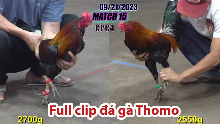 CPC4- TRẬN 15 | đá gà Thomo | 09/21/2023