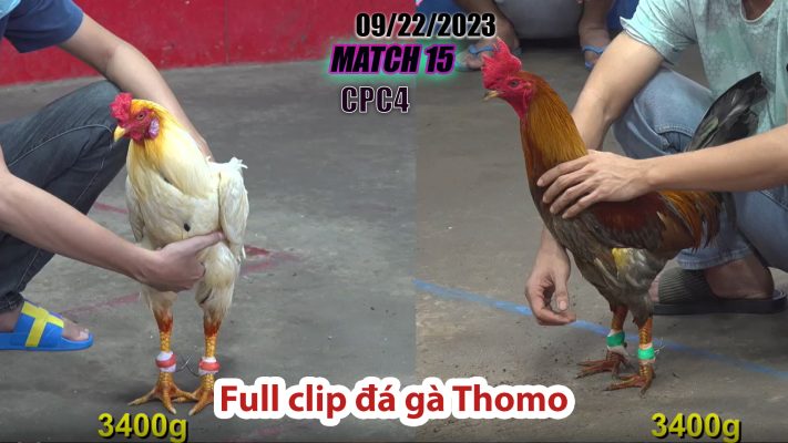 CPC4- TRẬN 15 | đá gà Thomo | 09/22/2023