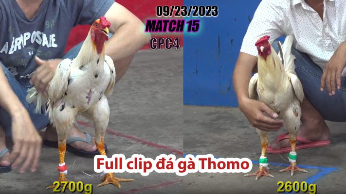 CPC4- TRẬN 15 | đá gà Thomo | 09/23/2023