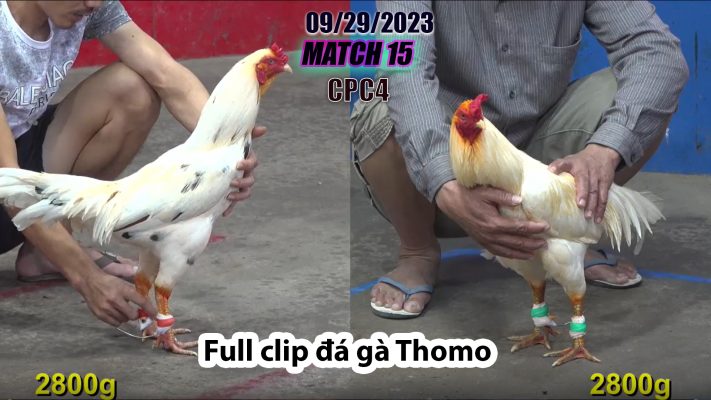 CPC4- TRẬN 15 | đá gà Thomo | 09/29/2023