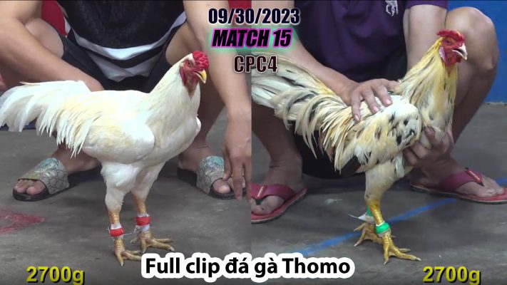 CPC4- TRẬN 15| đá gà Thomo | 09/30/2023