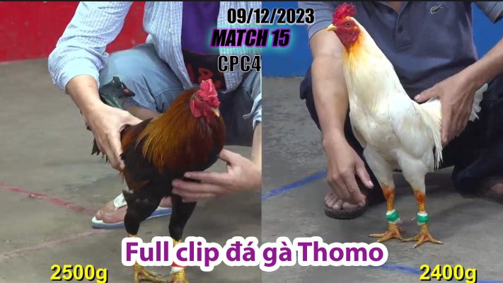 CPC4- TRẬN 15 | đá gà Thomo | 09/12/2023