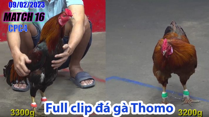 CPC4- TRẬN 16 | đá gà Thomo | 09/02/2023