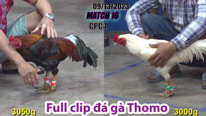 CPC4- TRẬN 16 | đá gà Thomo | 09/13/2023