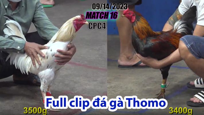 CPC4- TRẬN 16 | đá gà Thomo | 09/14/2023