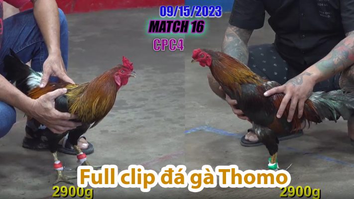 CPC4- TRẬN 16 | đá gà Thomo | 09/15/2023