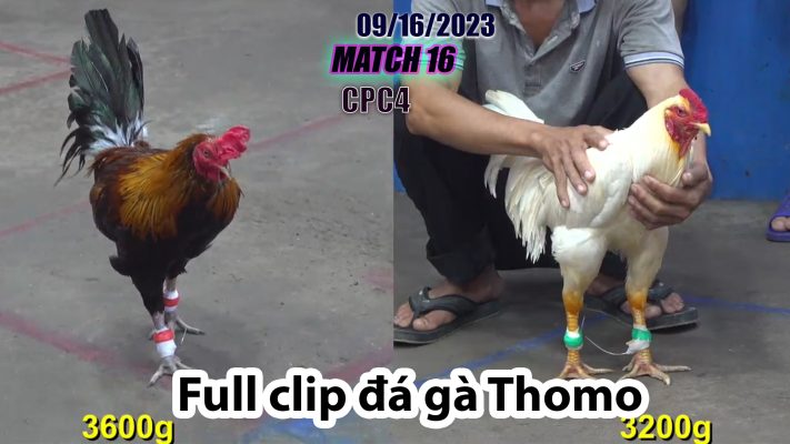 CPC4- TRẬN 16 | đá gà Thomo | 09/16/2023