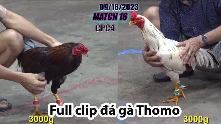 CPC4- TRẬN 16 | đá gà Thomo | 09/18/2023