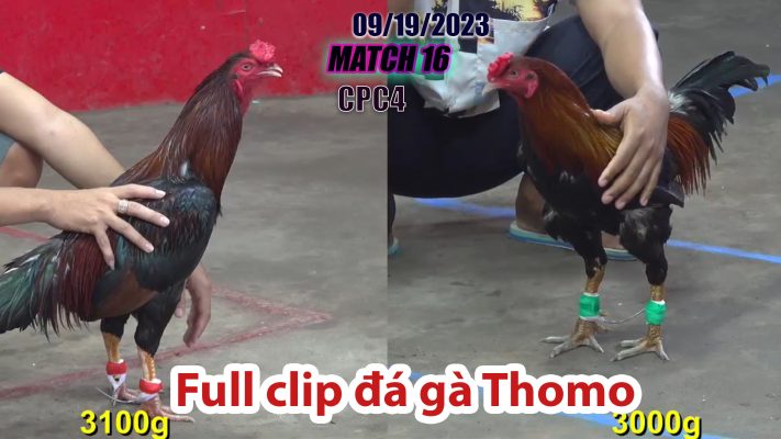 CPC4- TRẬN 16 | đá gà Thomo | 09/19/2023