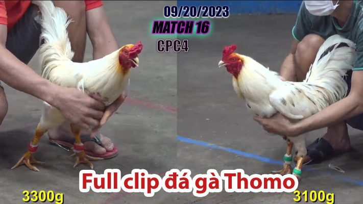 CPC4- TRẬN 16 | đá gà Thomo | 09/20/2023