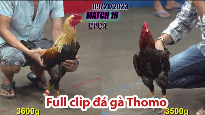 CPC4- TRẬN 16 | đá gà Thomo | 09/21/2023