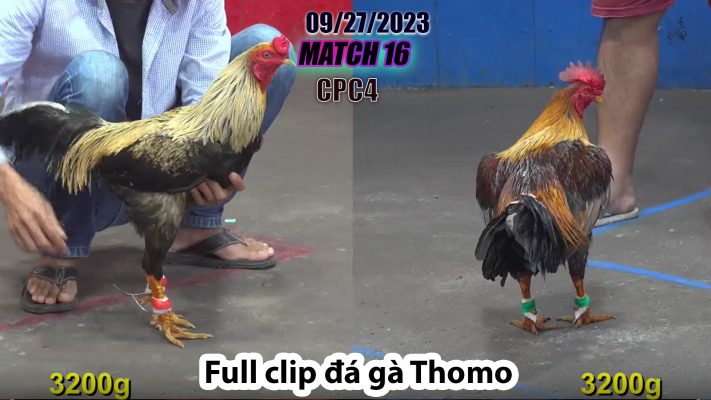 CPC4- TRẬN 16 | đá gà Thomo | 09/27/2023