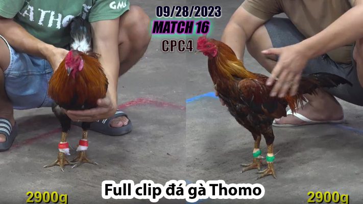 CPC4- TRẬN 16 | đá gà Thomo | 09/28/2023