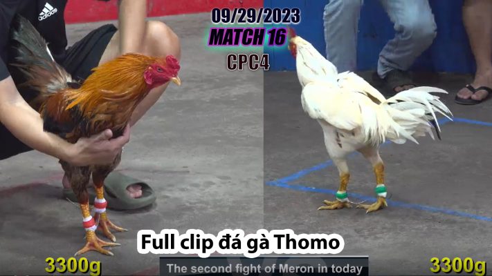 CPC4- TRẬN 16 | đá gà Thomo | 09/29/2023