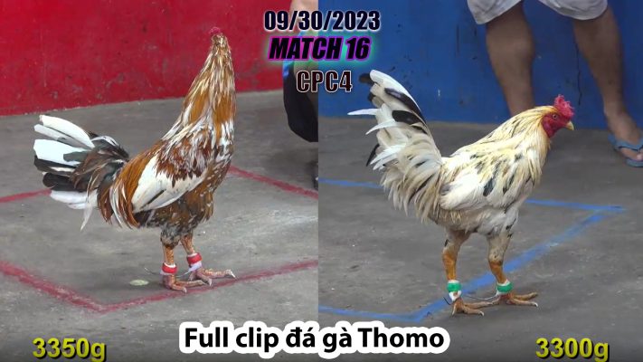 CPC4- TRẬN 16 | đá gà Thomo | 09/30/2023