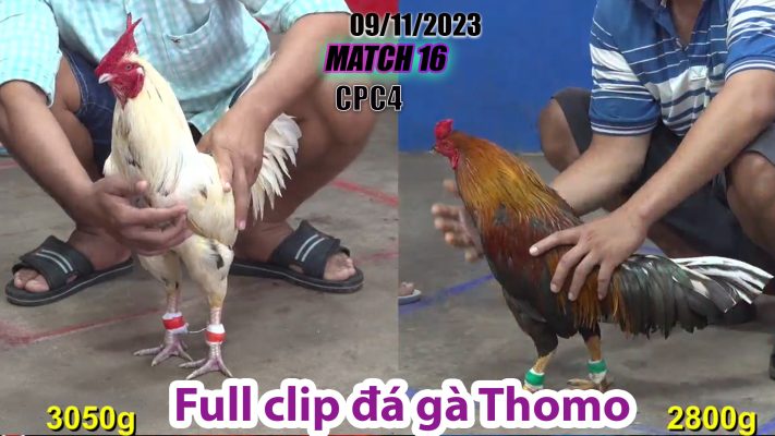 CPC4- TRẬN 16 | đá gà Thomo | 09/11/2023