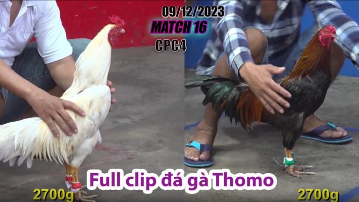 CPC4- TRẬN 16 | đá gà Thomo | 09/12/2023