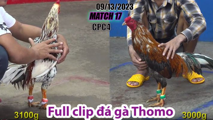 CPC4- TRẬN 17 | đá gà Thomo | 09/13/2023