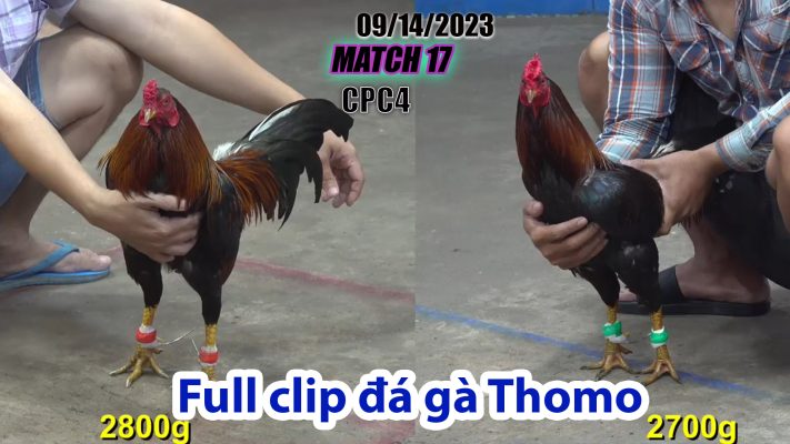 CPC4- TRẬN 17 | đá gà Thomo | 09/14/2023