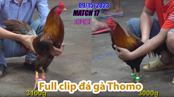 CPC4- TRẬN 17| đá gà Thomo | 09/15/2023