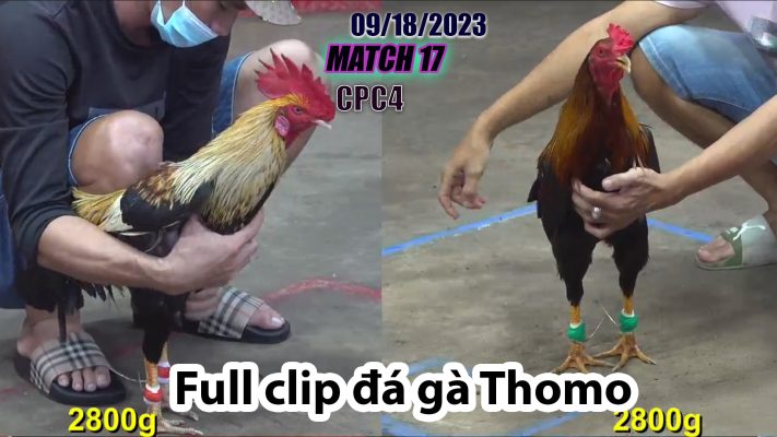 CPC4- TRẬN 17 | đá gà Thomo | 09/18/2023