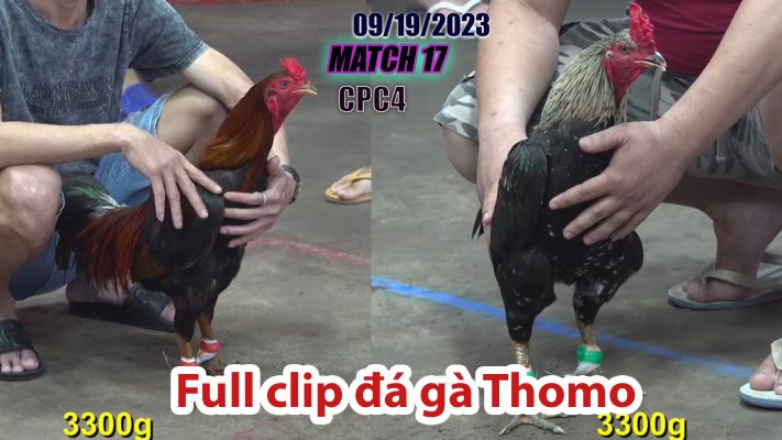 CPC4- TRẬN 17| đá gà Thomo | 09/19/2023