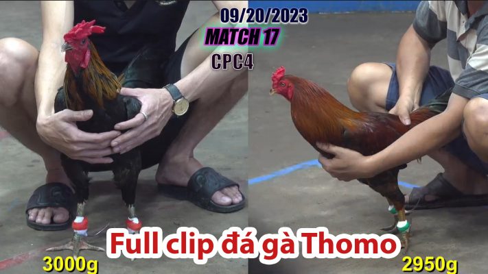 CPC4- TRẬN 17 | đá gà Thomo | 09/20/2023