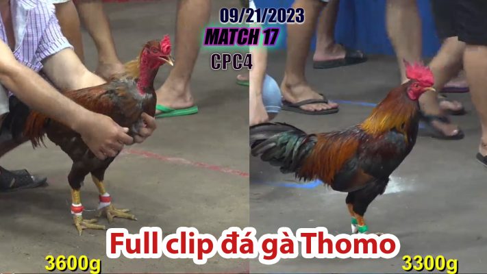 CPC4- TRẬN 17 | đá gà Thomo | 09/21/2023