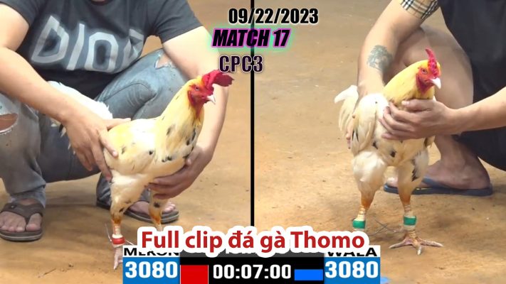 CPC3- TRẬN 17 | đá gà Thomo | 09/22/2023