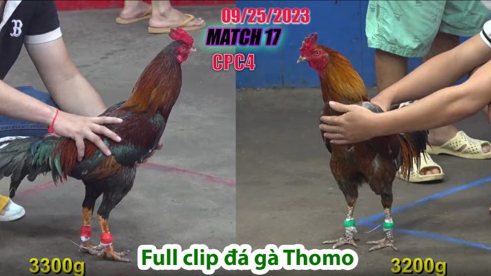 CPC4- TRẬN 17 | đá gà Thomo | 09/25/2023