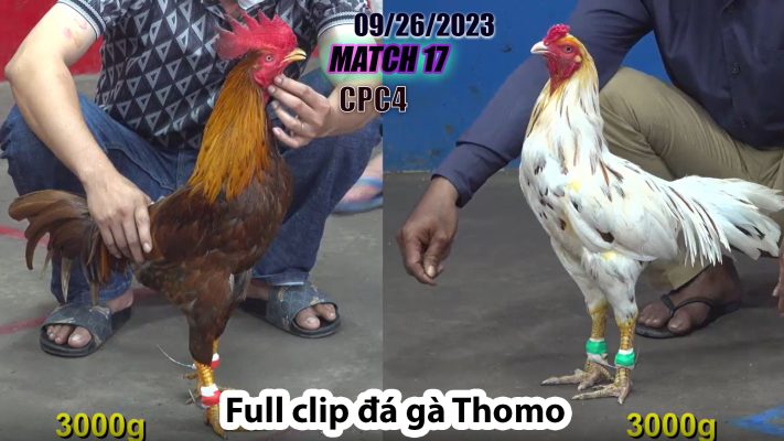 CPC4- TRẬN 17 | đá gà Thomo | 09/26/2023