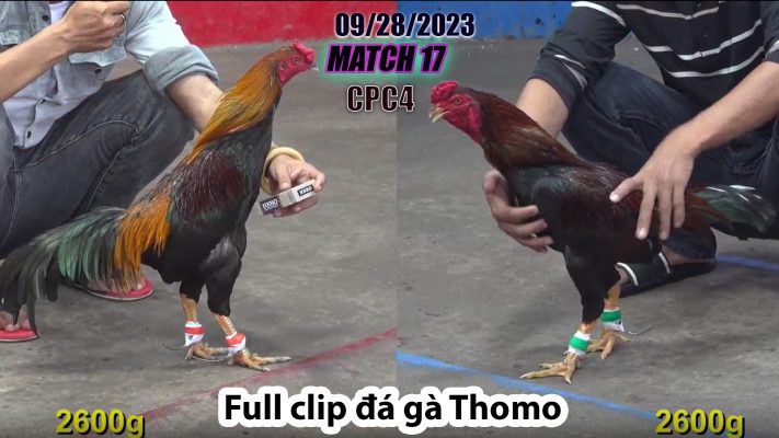 CPC4- TRẬN 17 | đá gà Thomo | 09/28/2023