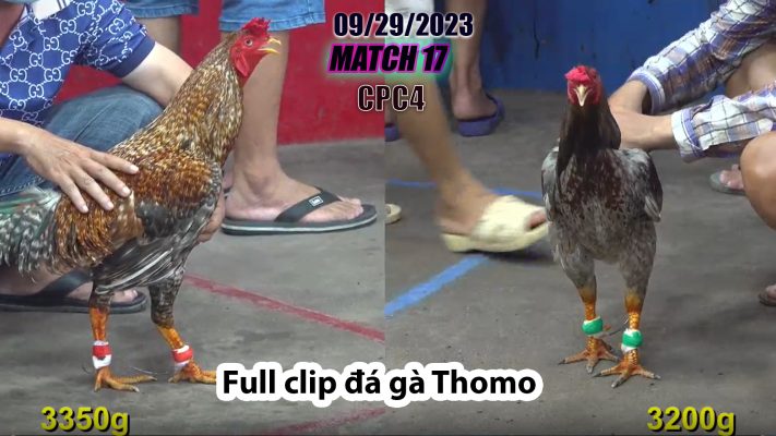 CPC4- TRẬN 17 | đá gà Thomo | 09/29/2023