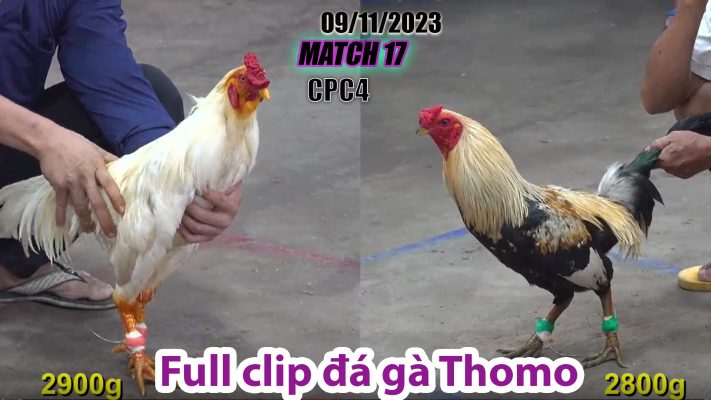 CPC4- TRẬN 17 | đá gà Thomo | 09/11/2023