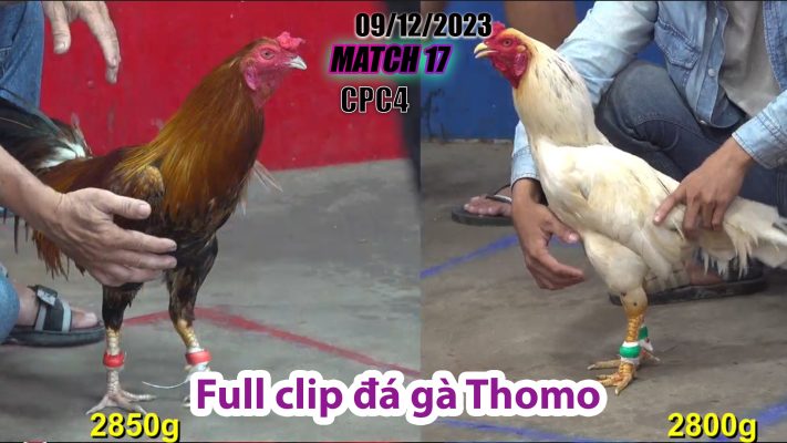 CPC4- TRẬN 17 | đá gà Thomo | 09/12/2023