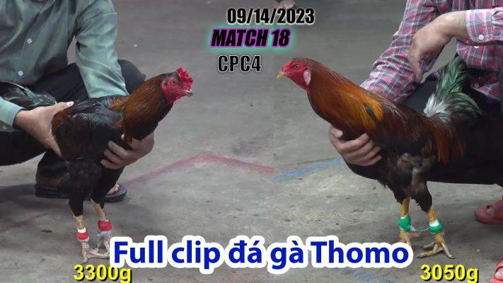 CPC4- TRẬN 18| đá gà Thomo | 09/14/2023