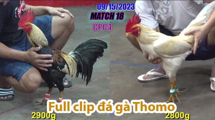 CPC4- TRẬN 18 | đá gà Thomo | 09/15/2023