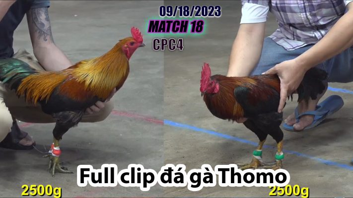 CPC4- TRẬN 18 | đá gà Thomo | 09/18/2023