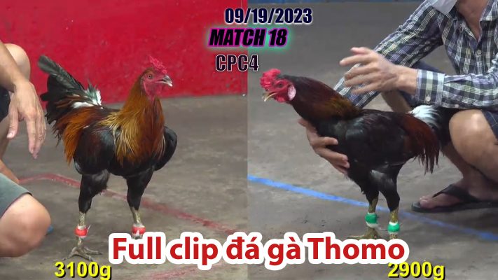 CPC4- TRẬN 18| đá gà Thomo | 09/19/2023