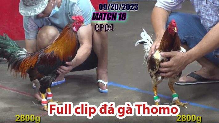 CPC4- TRẬN 18 | đá gà Thomo | 09/20/2023