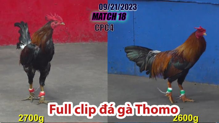 CPC4- TRẬN 18 | đá gà Thomo | 09/21/2023