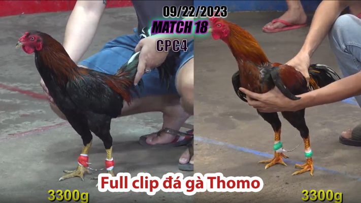 CPC4- TRẬN 18 | đá gà Thomo | 09/22/2023