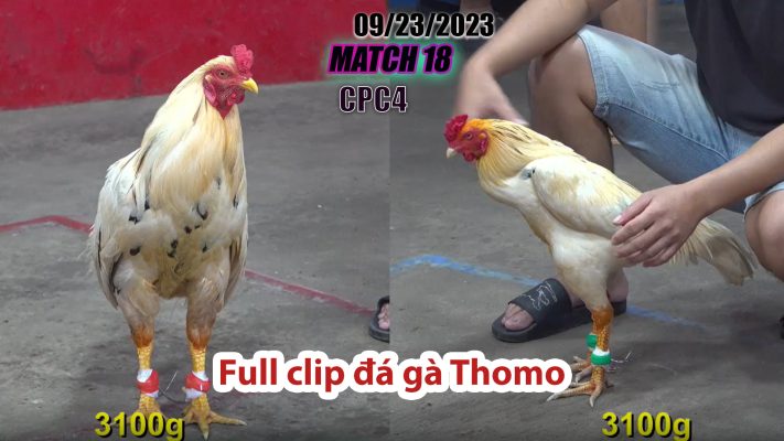 CPC4- TRẬN 18 | đá gà Thomo | 09/23/2023