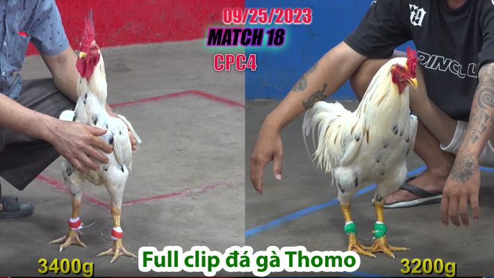 CPC4- TRẬN 18 | đá gà Thomo | 09/25/2023