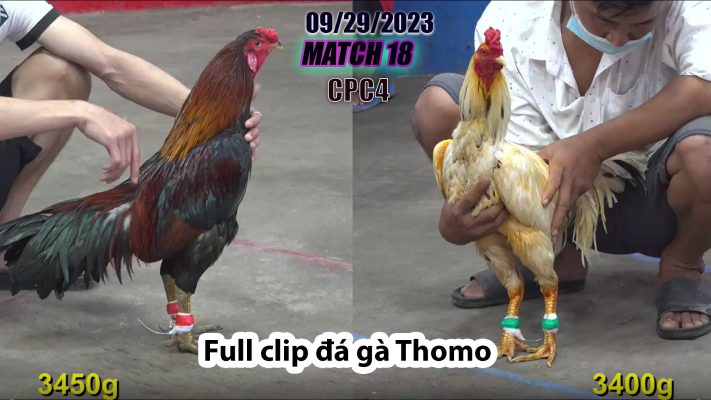 CPC4- TRẬN 18 | đá gà Thomo | 09/29/2023