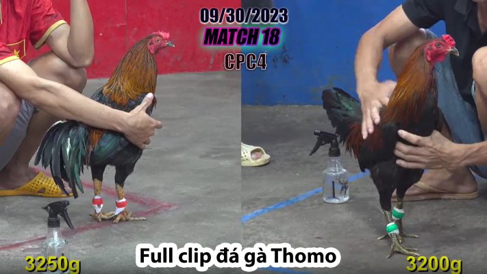 CPC4- TRẬN 18| đá gà Thomo | 09/30/2023