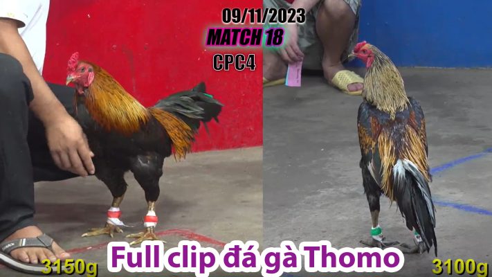 CPC4- TRẬN 18 | đá gà Thomo | 09/11/2023