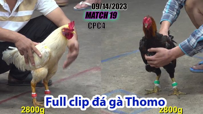 CPC4- TRẬN 19 | đá gà Thomo | 09/14/2023